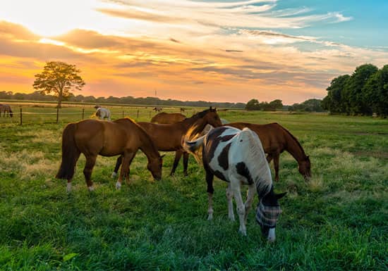 Top 5 Best-Selling Sun Protectants for Horses